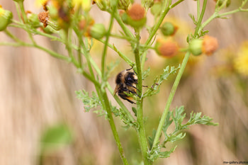 Bee on Ragwort stem This nature photograph, taken in the morning during the summer season, captures a bee resting on the stem of a ragwort plant. The bee, a well-known insect, is shown clinging to the vibrant green stems of ragwort among other plants and flowers, highlighting the vital relationship between bees and these flowering species. The close-up perspective emphasizes the intricate details of both the bee and the plant, illustrating the role bees play in pollinating ragwort and other flowers within their natural habitat. The photograph falls under the category of nature photography and focuses on the interconnected ecosystem of bees, insects, flowers, and plants during the warmer months of summer.